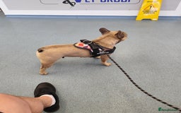 French Bulldog dogs for sale: Bulldog franch  - Image 5