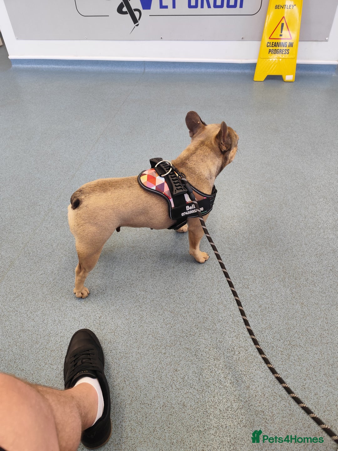 French Bulldog dogs for sale: Bulldog franch  - Image 5