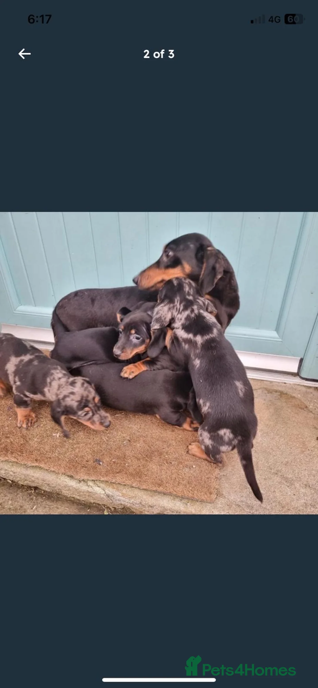 Dachshund dogs for sale: Dachshund pups - Advert 2