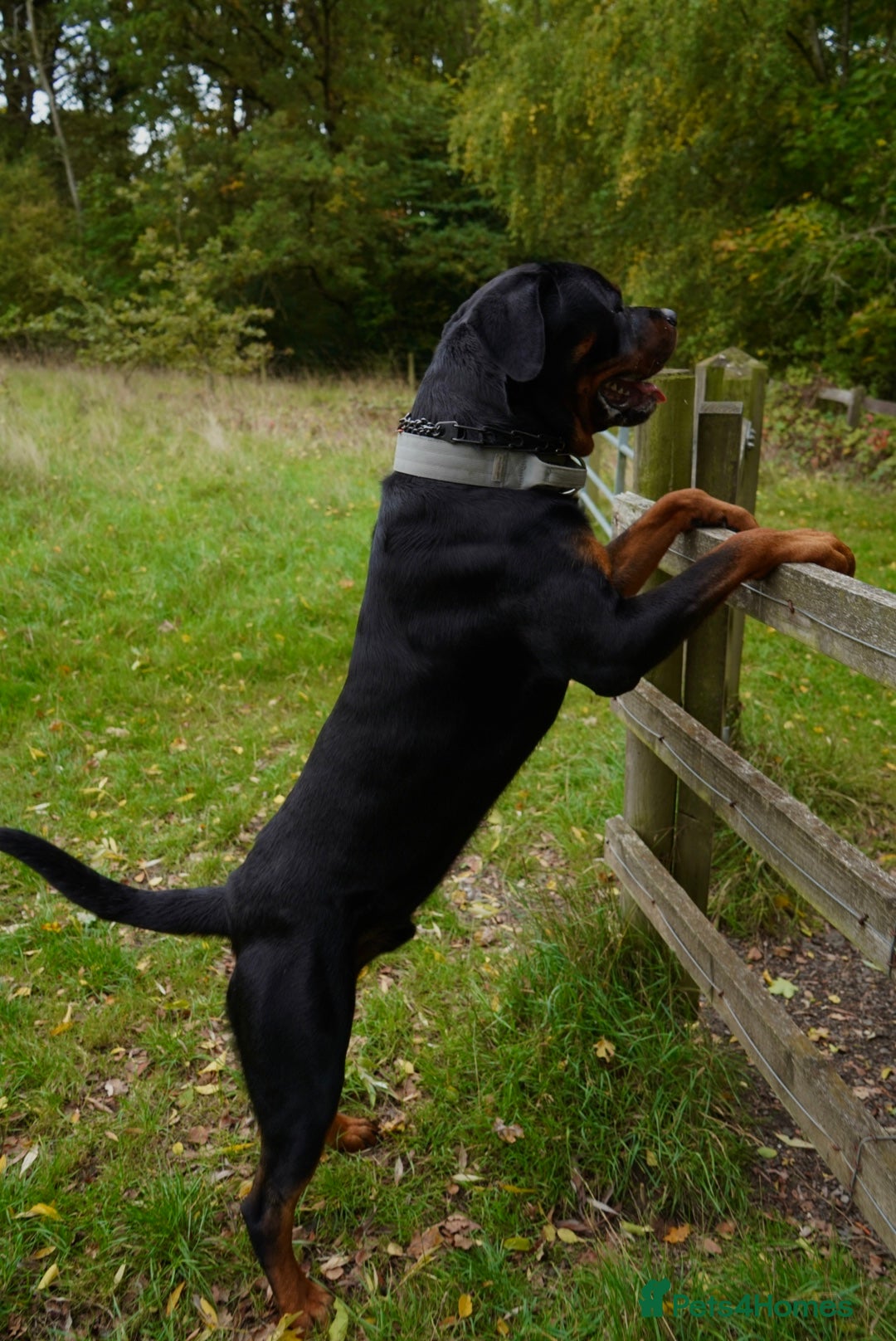 Rottweiler dogs for stud: Rottweiler stud  - Advert 5