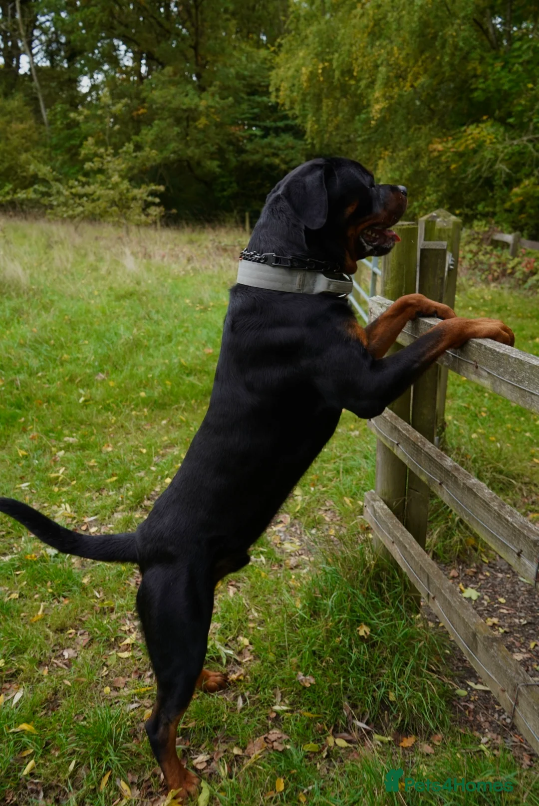 Rottweiler dogs for stud: Rottweiler stud  - Advert 5