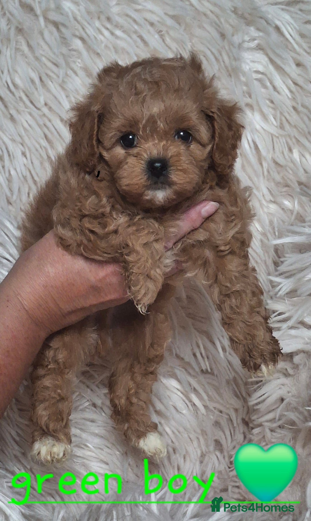 Cavapoochon dogs for sale: Top quality cavapoochons - Image 10