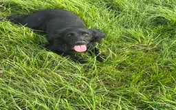 Cocker Spaniel dogs for sale: Black working cocker spaniel  - Image 3