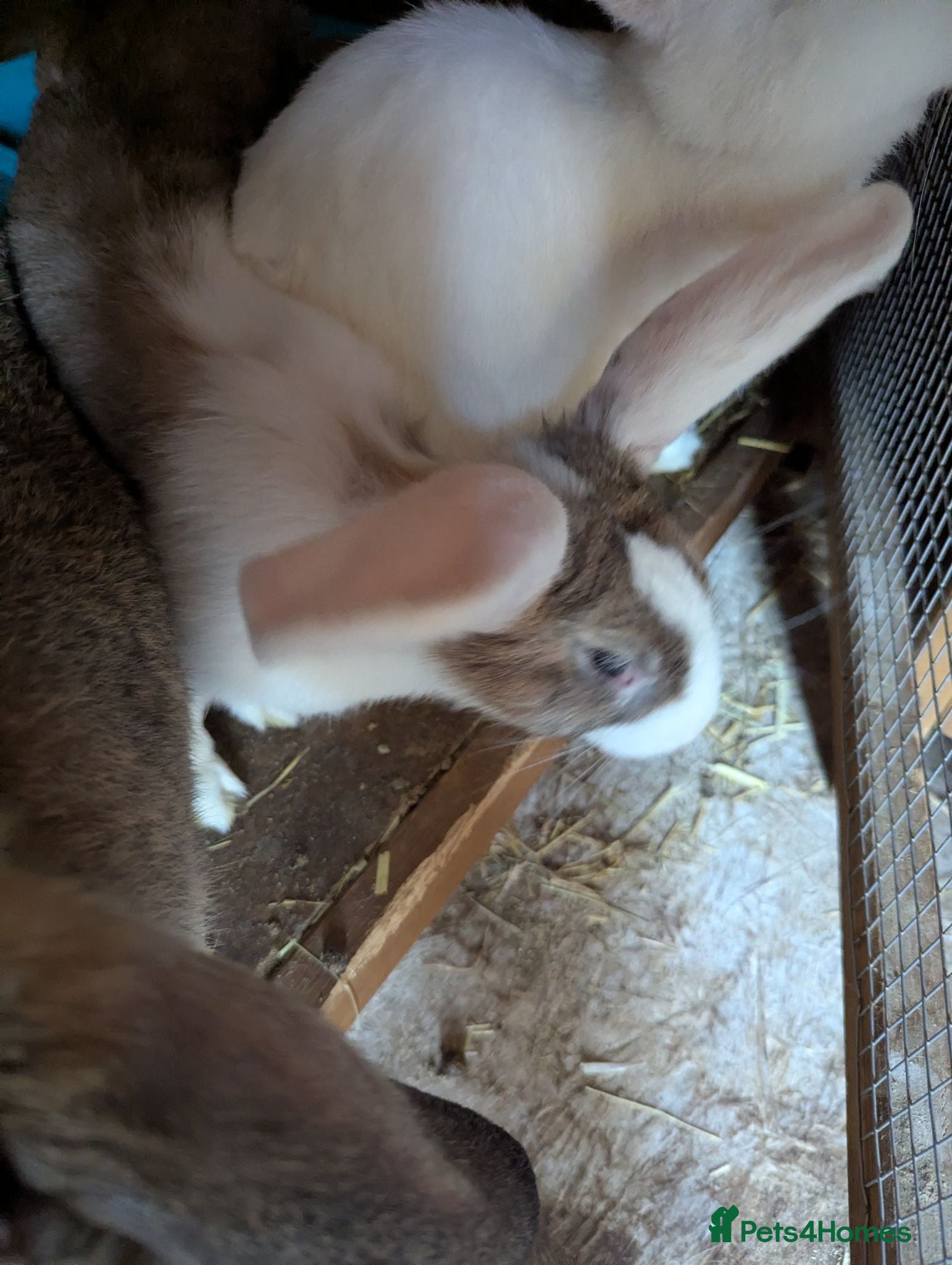 Flemish rabbits Flemish giants  - Advert 2