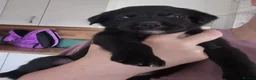 Mixed Breed dogs for sale: Beautiful puppies for sale - Advert 9