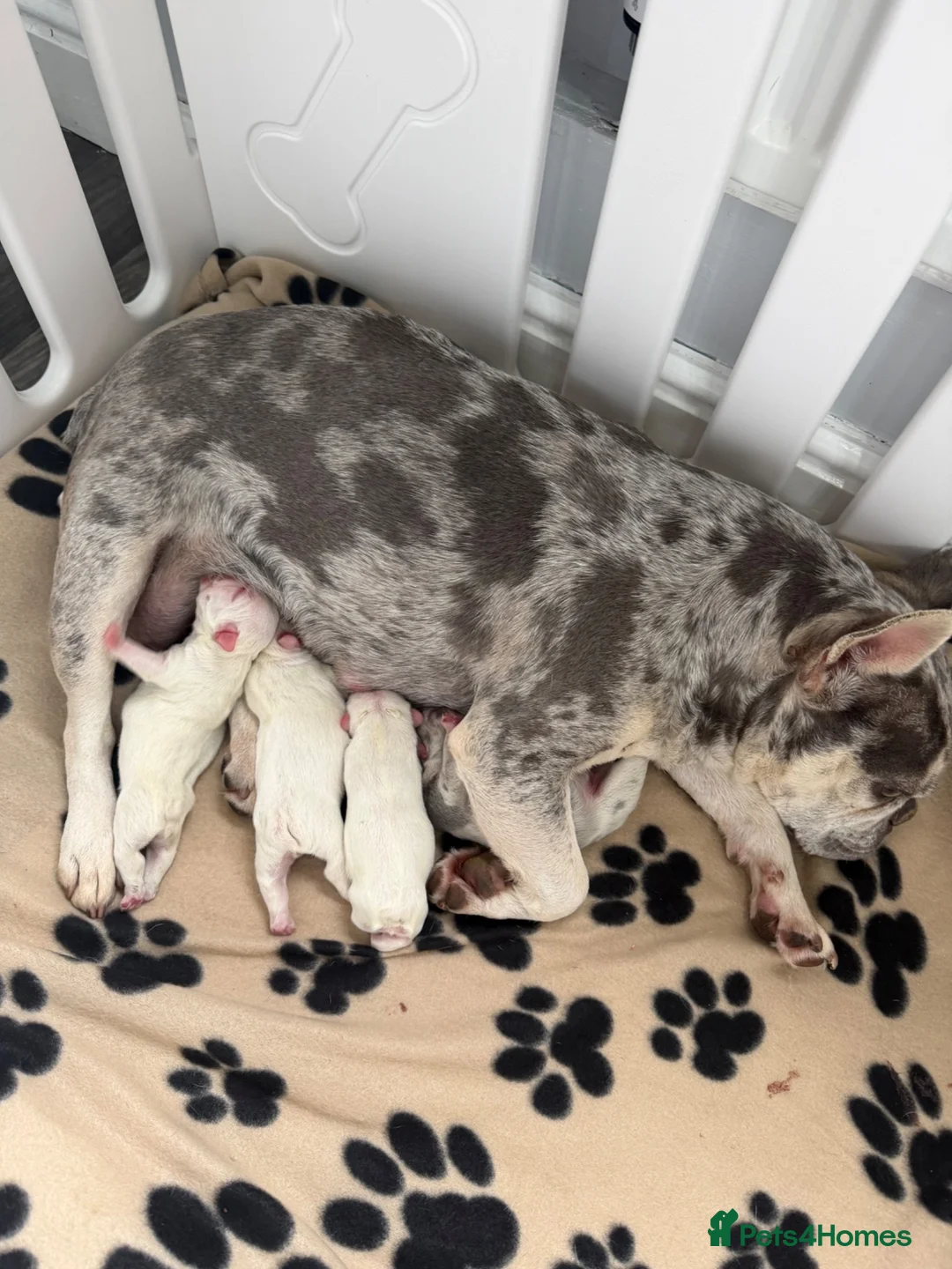 French Bulldog dogs for sale: French bulldog carrying fluffy - Advert 2