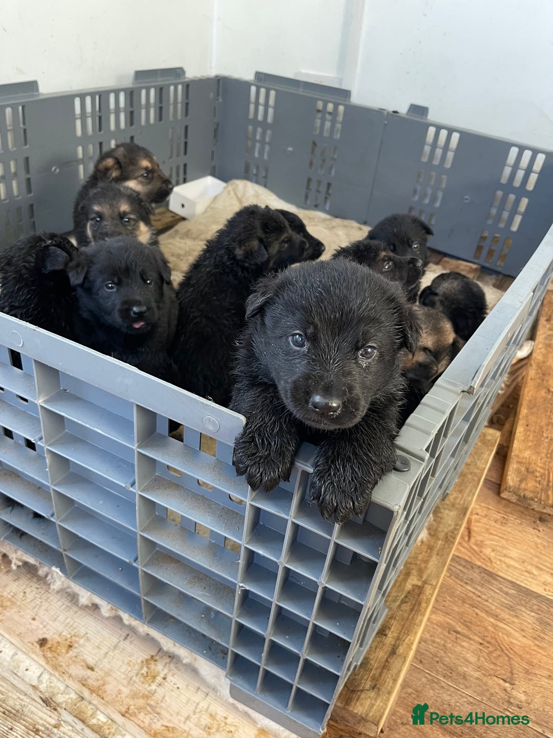 German Shepherd dogs for sale: Straight back German Shepard’s  - Advert 3