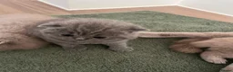 British Shorthair cats for sale: British shorthair kittens  in London - Advert 6