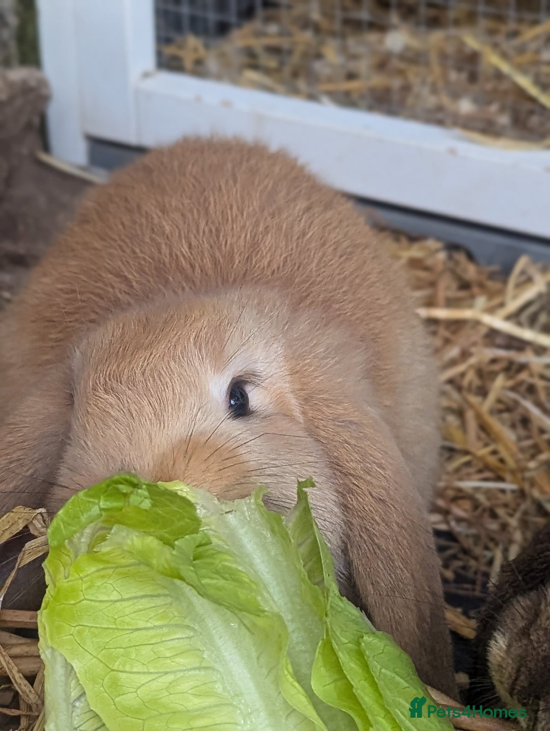 Mixed Breed rabbits for sale: 5 baby rabbits - Image 6