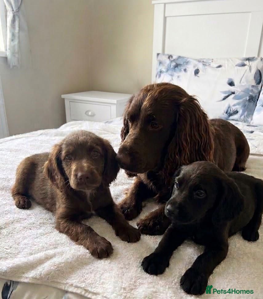 Cocker Spaniel dogs Amazing cocker spaniel puppies - Advert 8