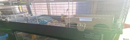Guinea Pig rodents for sale: Boy Guinea Pigs - Advert 16