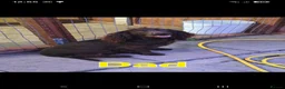 Cocker Spaniel dogs for sale: Beautiful Cocker Spaniel Pups  - Advert 9