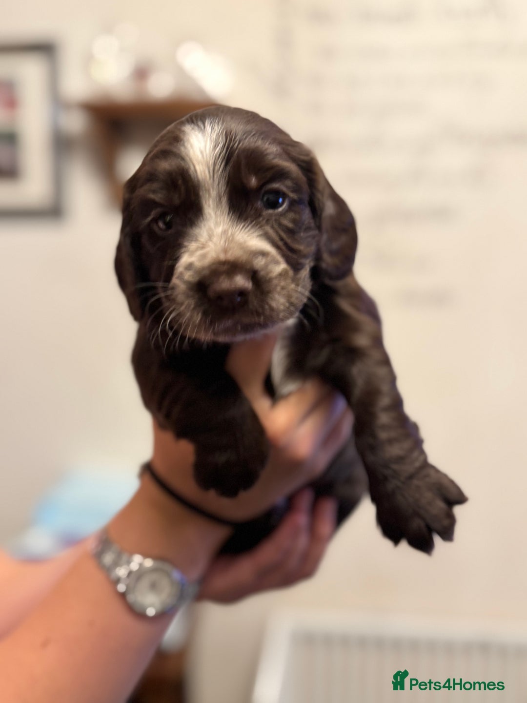 Cocker Spaniel dogs for sale: Working cocker spaniels  - Image 12