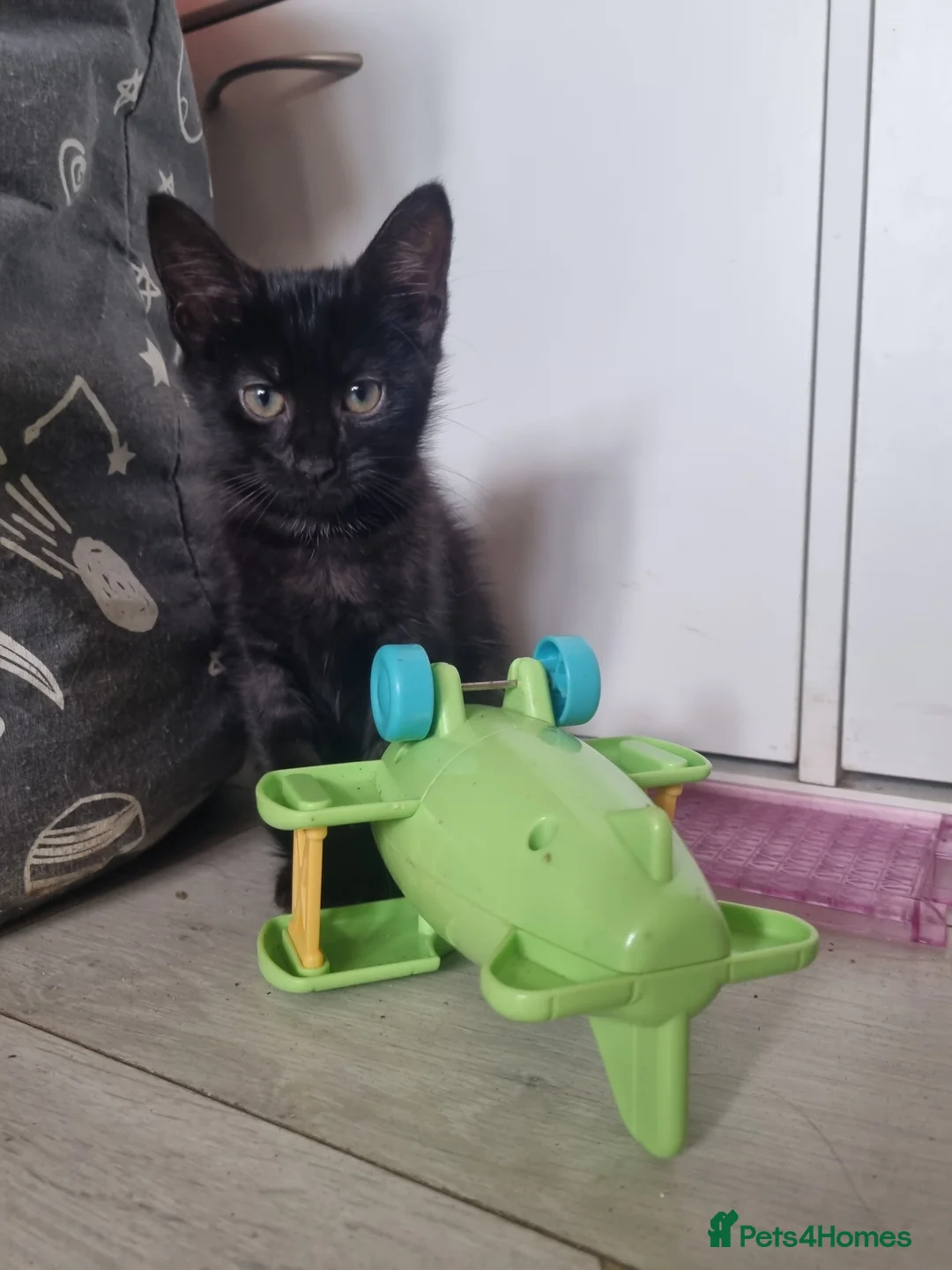 Maine Coon cats for sale: 3 adorable Maine coon girls  - Advert 6