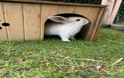 Mini Lop rabbits for sale: Mini Lop babies - Image 7