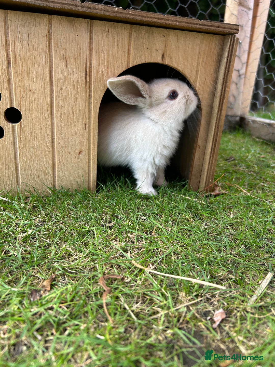 Mini Lop rabbits for sale: Mini Lop babies - Image 7
