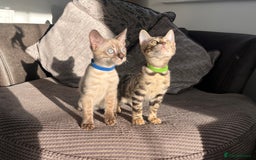 Bengal cats for sale: Stunning full pedigree bengal kittens  - Image 29
