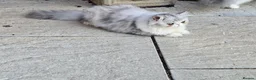 Persian cats for sale: Persian Kittens Bi-Color - Punch Face - GCCF - Advert 21