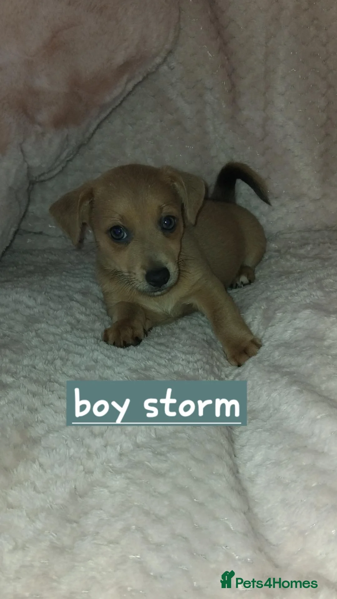 Jack Russell dogs for sale: Jack russell - Advert 9