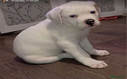 American Bulldog dogs for sale: American Bulldog Puppies – Ready Now! - Image 13