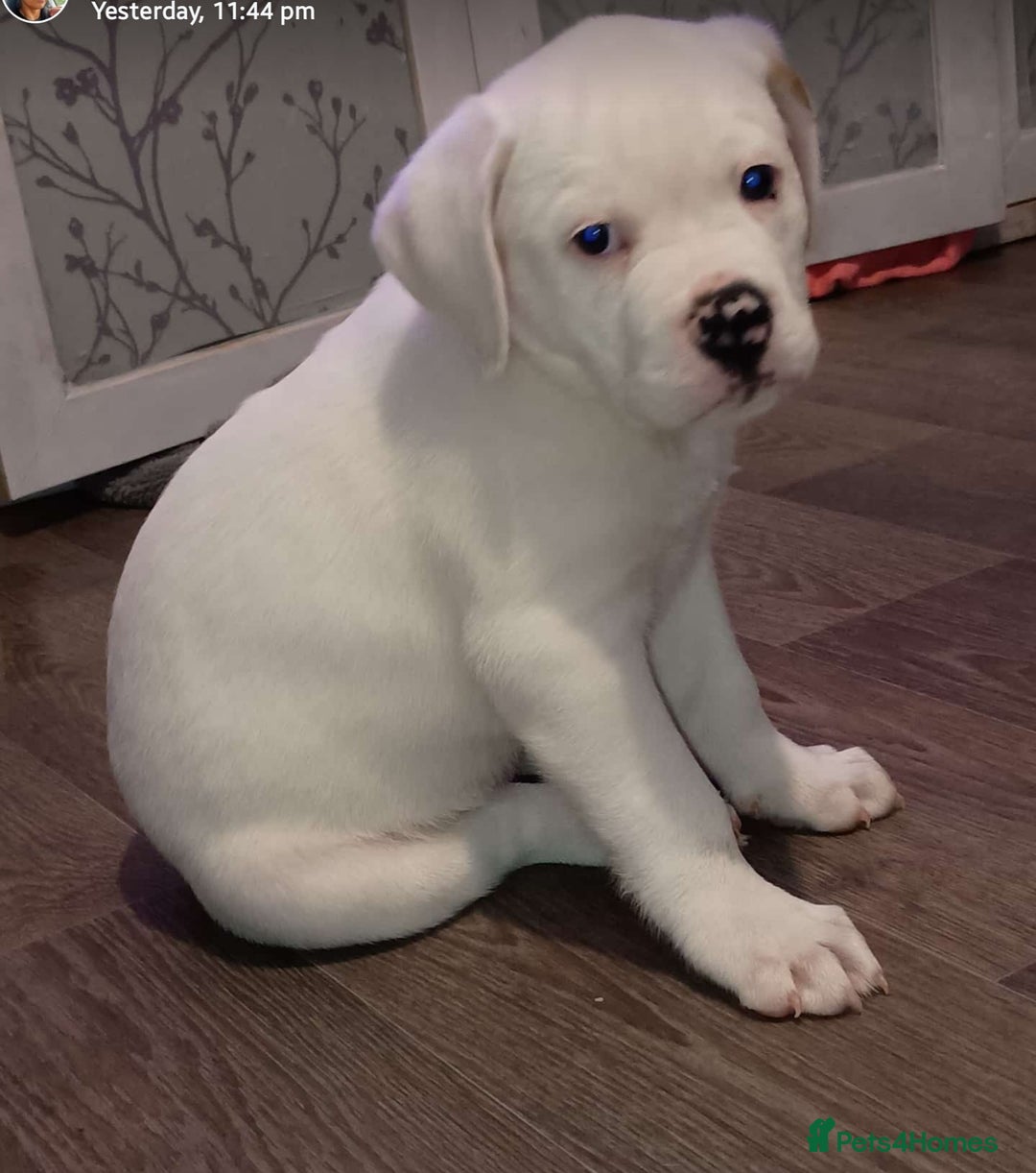 American Bulldog dogs for sale: American Bulldog Puppies – Ready Now! - Image 13