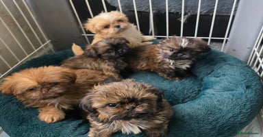 Shih Tzu dogs - Advert 12
