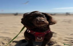Cocker Spaniel dogs for stud: Working Chocolate Cocker Spaniel for Stud  - Image 6