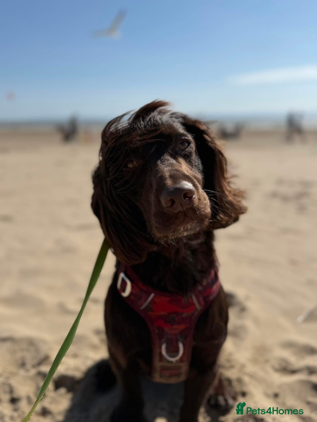Cocker Spaniel dogs for stud: Working Chocolate Cocker Spaniel for Stud  - Image 6