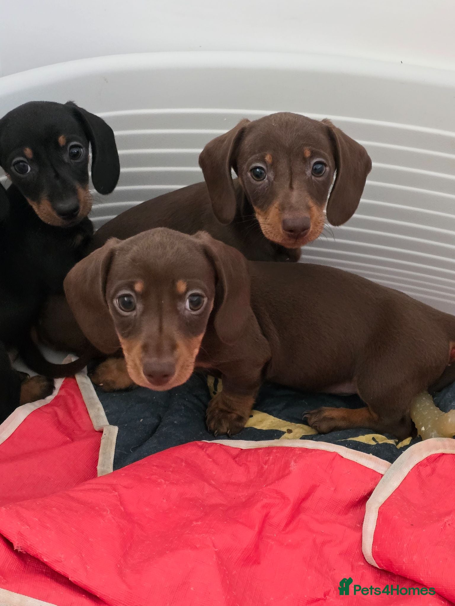 Miniature Dachshund dogs Mini dachshund pups ready to leave - Advert 4
