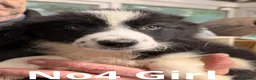 Border Collie dogs for sale: Pedigree Border collie pups - Advert 5