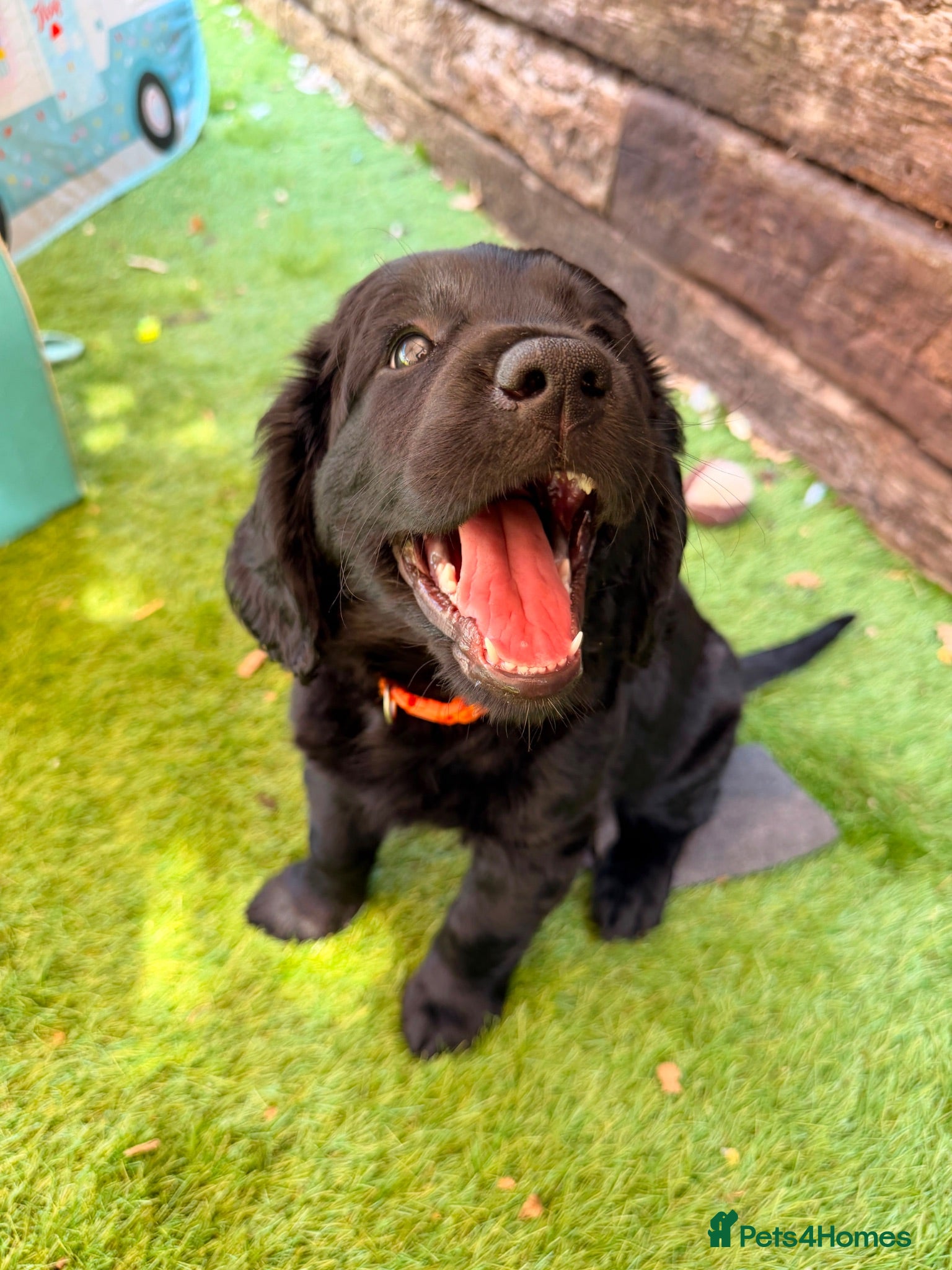 Cockerdor dogs Cockerdor girl - last one! Stunning fluffy, chunky - Advert 2