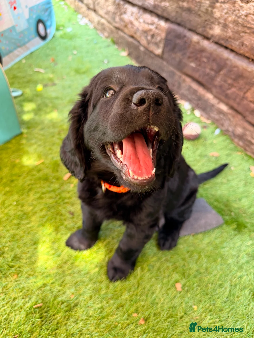 Cockerdor dogs for sale: Cockerdor girl - last one! Stunning fluffy, chunky - Advert 2