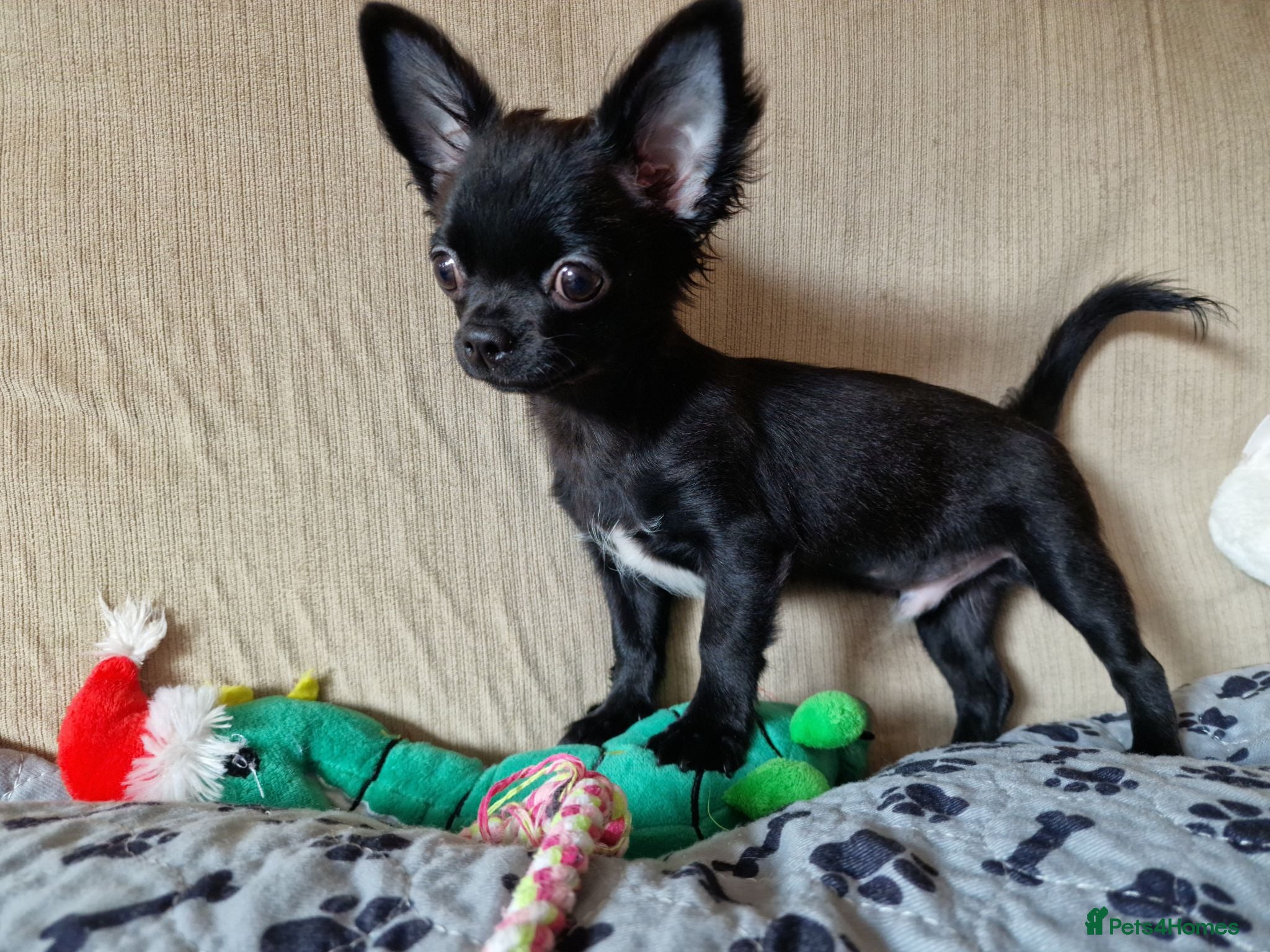 Chihuahua dogs REDUCED Last Pup Left! Chihuahua Puppy READY NOW - Advert 16