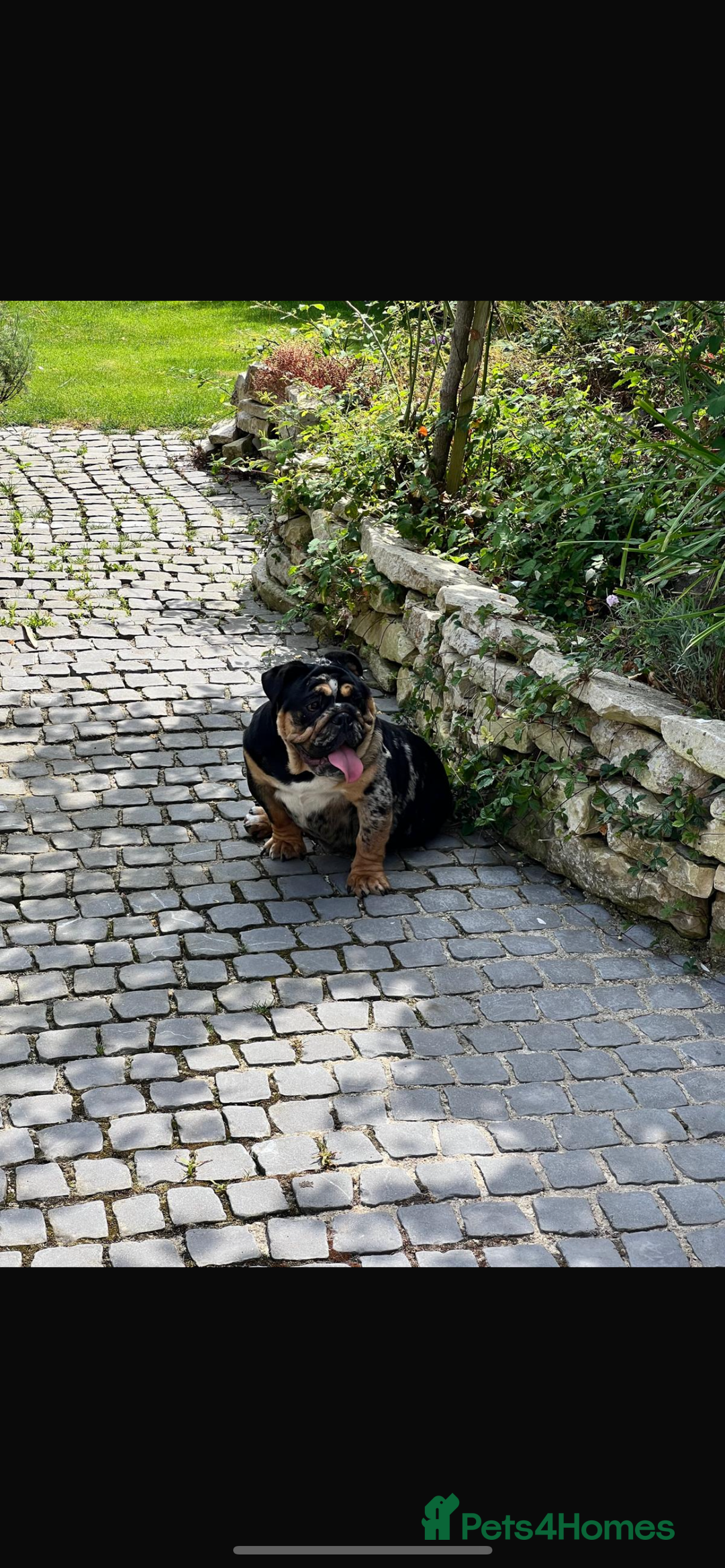 English Bulldog dogs for sale: Breeding pair of English Bulldogs for sale - Advert 2