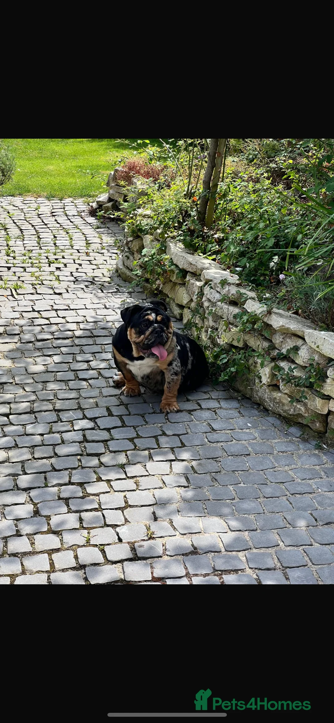 English Bulldog dogs for sale:  English Bulldogs for sale £1000 each  - Advert 3