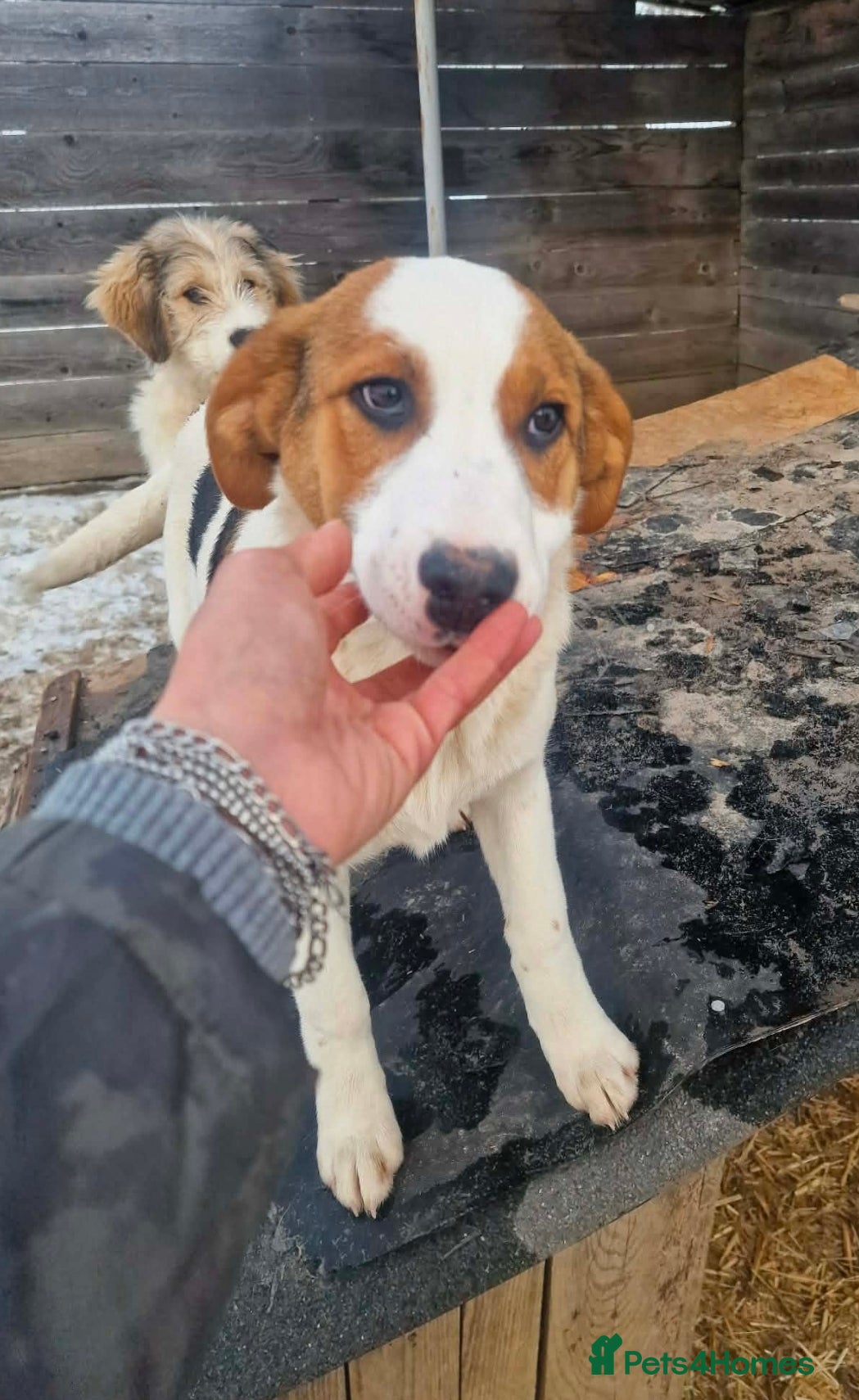 Mixed Breed dogs MELODY ( FOSTER TO ADOPT)  - Advert 1