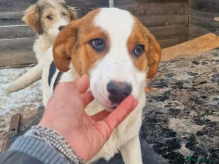 Mixed Breed dogs MELODY ( FOSTER TO ADOPT) - Advert 1