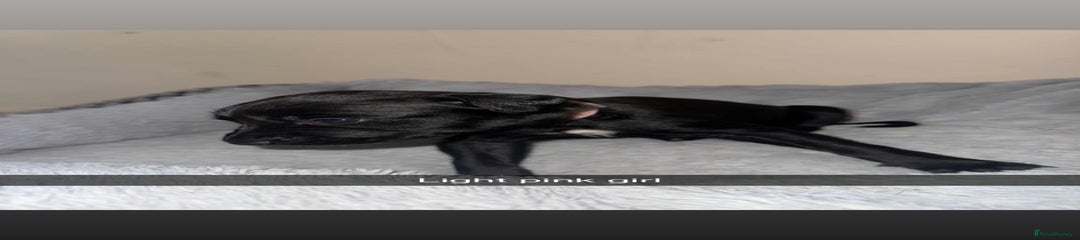 Lurcher Puppy 7