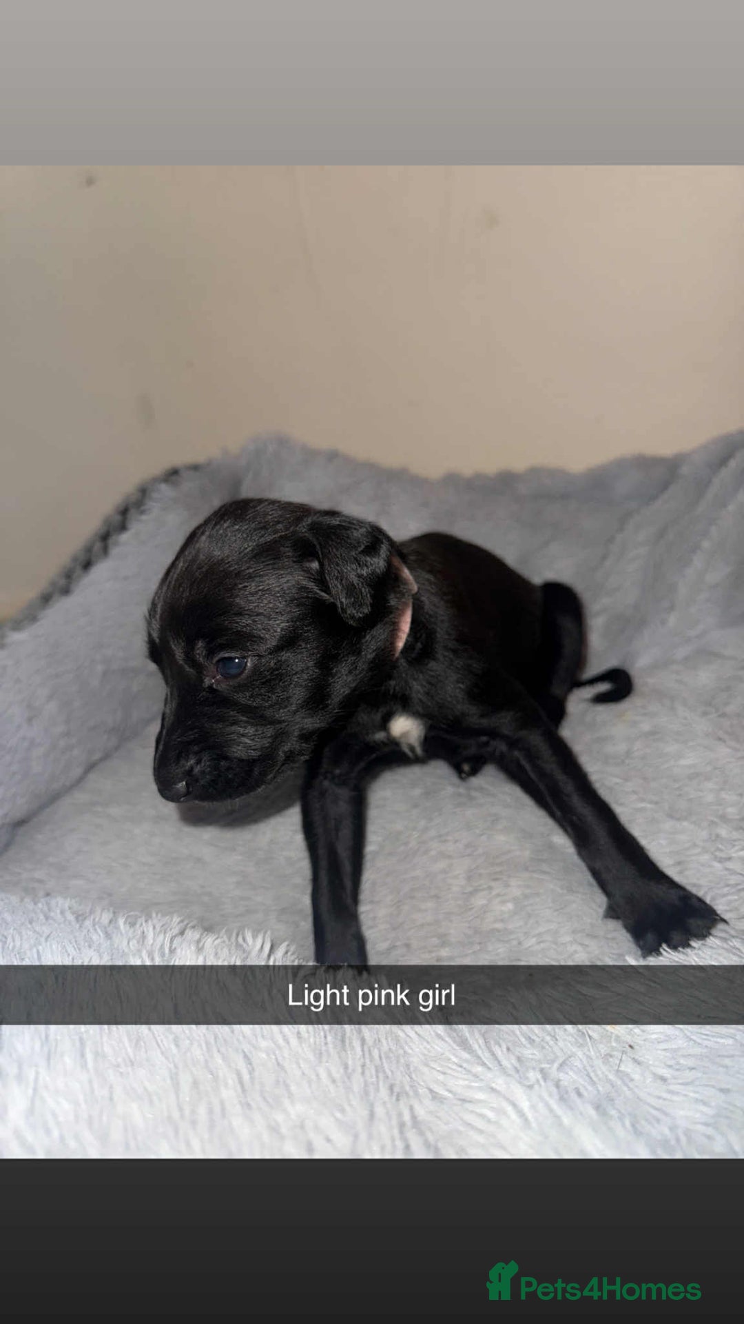 Lurcher dogs for sale: Saluki collie bull grey - Image 2