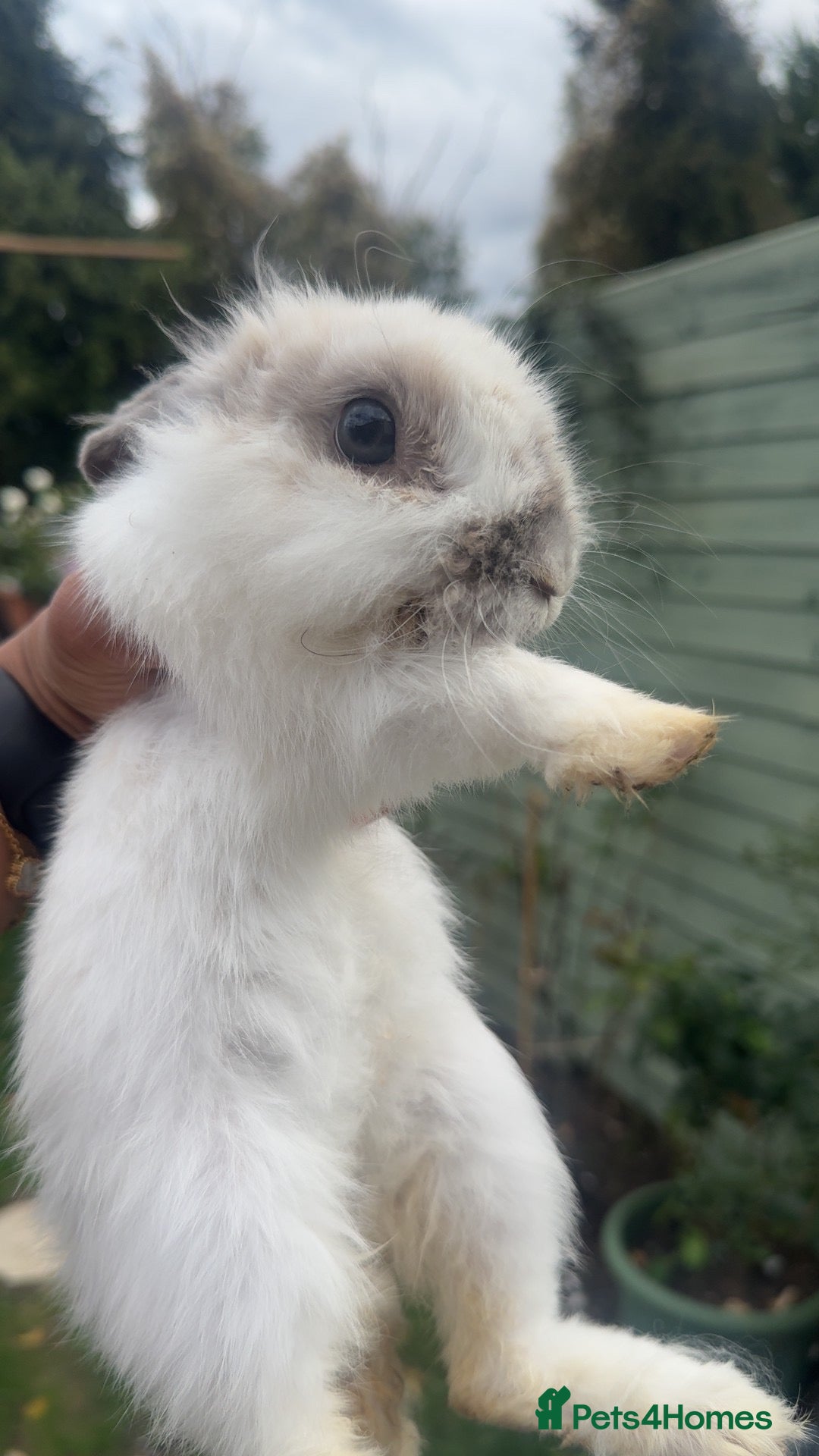 Lionhead rabbits 1 girl & boy available  - Advert 6