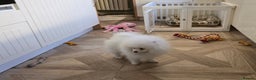 Pomeranian dogs for sale: Snow white Pomeranian boy - Advert 7