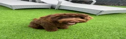 Cockapoo dogs for stud: Stud available for right dogs only  - Advert 3