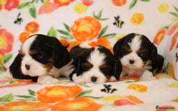 Cavalier King Charles Spaniel dogs for sale: 7 Puppies ready for reservations - Image 14
