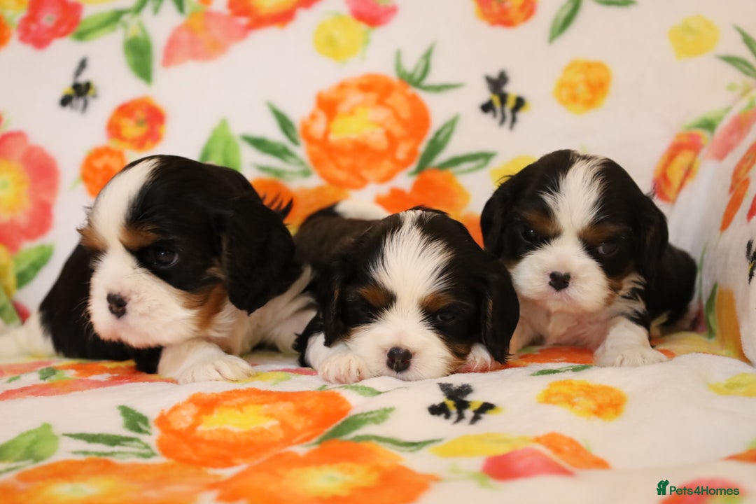 Cavalier King Charles Spaniel dogs for sale: 7 Puppies ready for reservations - Image 14