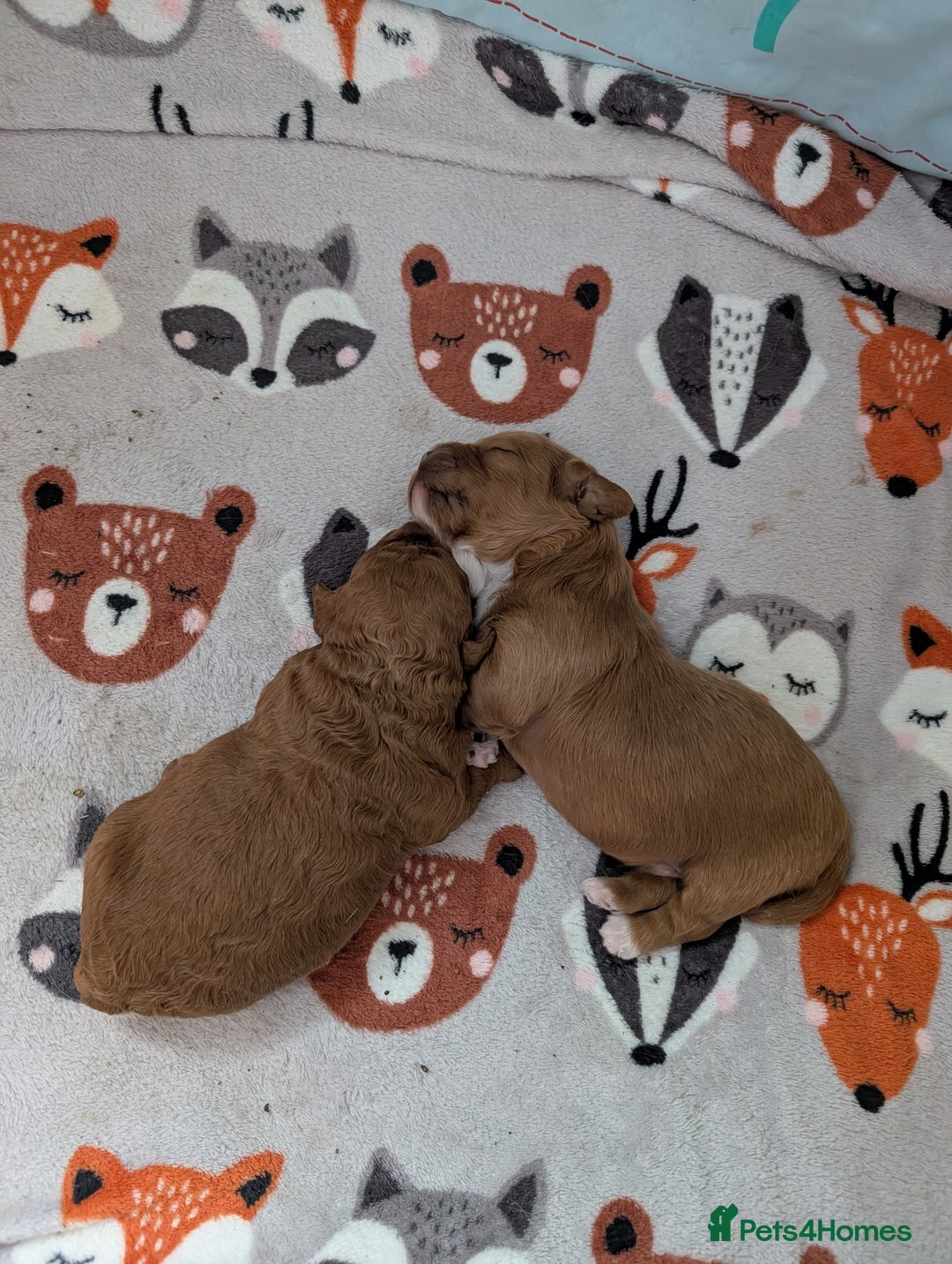 Cavapoo dogs for sale: F1B Deep Fox Red Puppies - Advert 9
