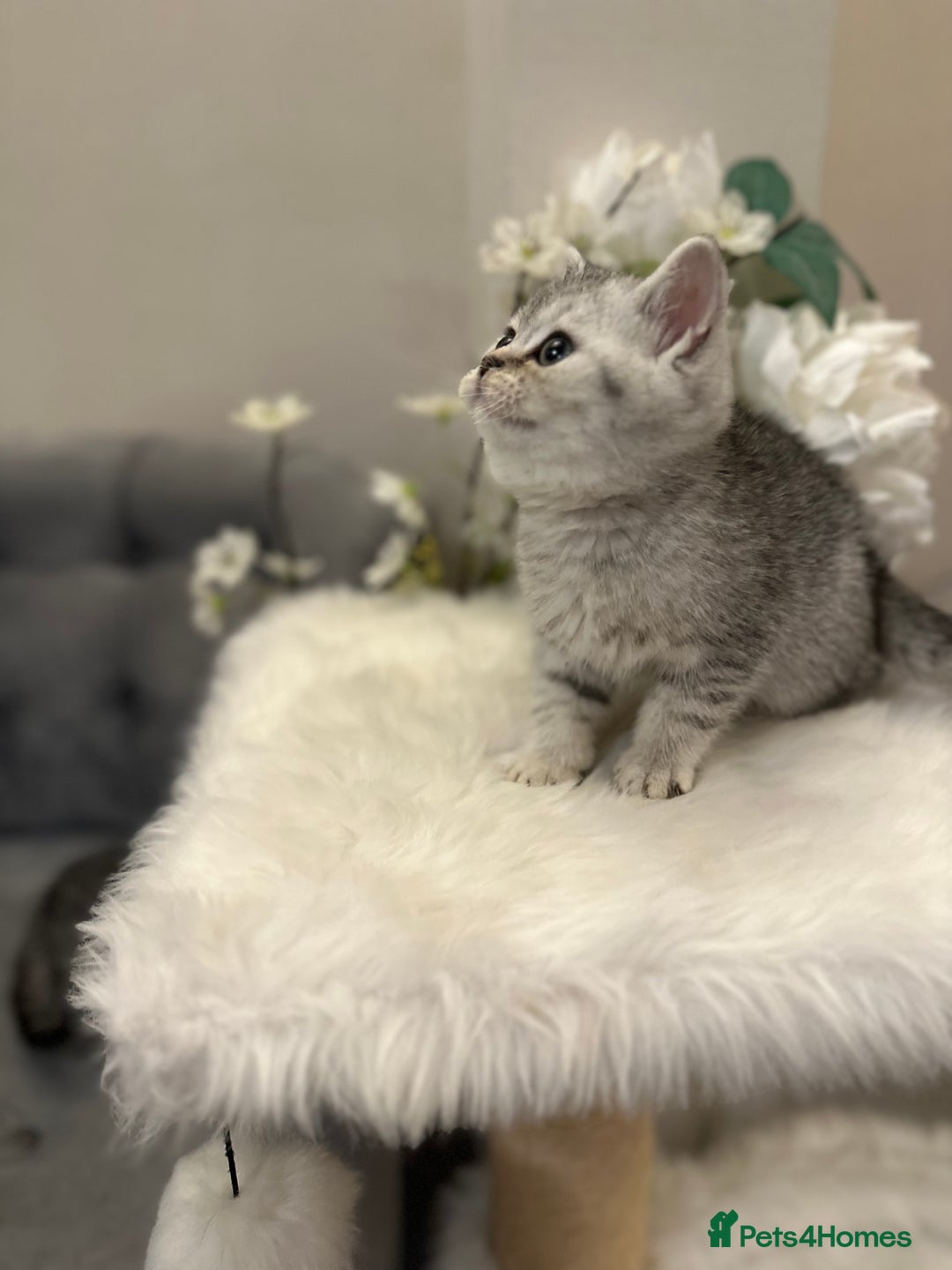 British Shorthair cats for sale: Silver Spotted Full Pedigree Registered BSH - Image 16