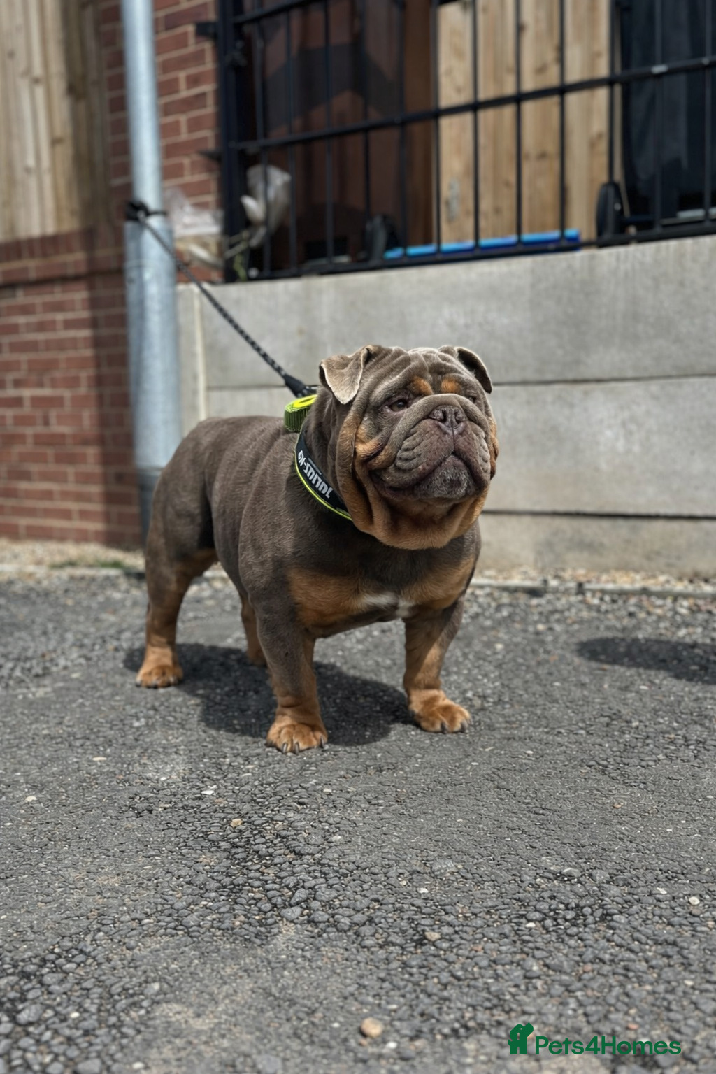 English Bulldog dogs 🔥ENGLISH BULLDOG STUD STOCKY HEAVY SET & PROVEN🔥 - Advert 10