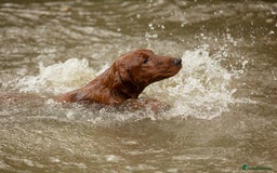 Labrador Retriever dogs for stud: Fully health tested DNA Clear  - Image 13