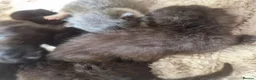 British Shorthair cats for sale: Beautiful BSH x Bengal kittens  - Advert 16
