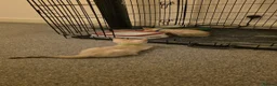 Bengal cats for sale: SNOW BENGALS TICA ACTIVE - Advert 2
